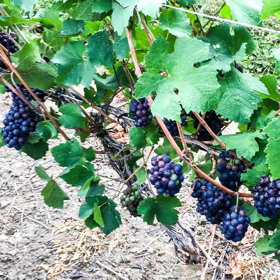 Grapes on the Vine at the Crowsnest Vineyard in Keremeos BC